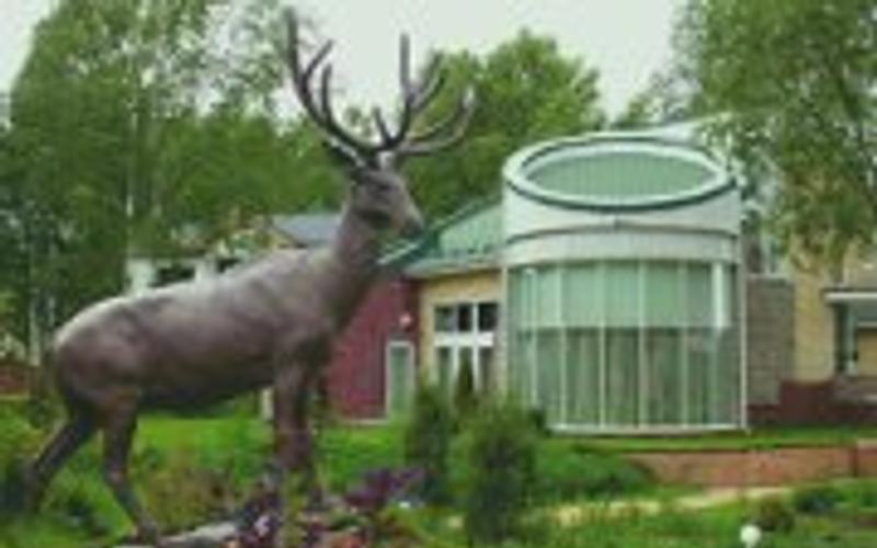 Стихия жизни