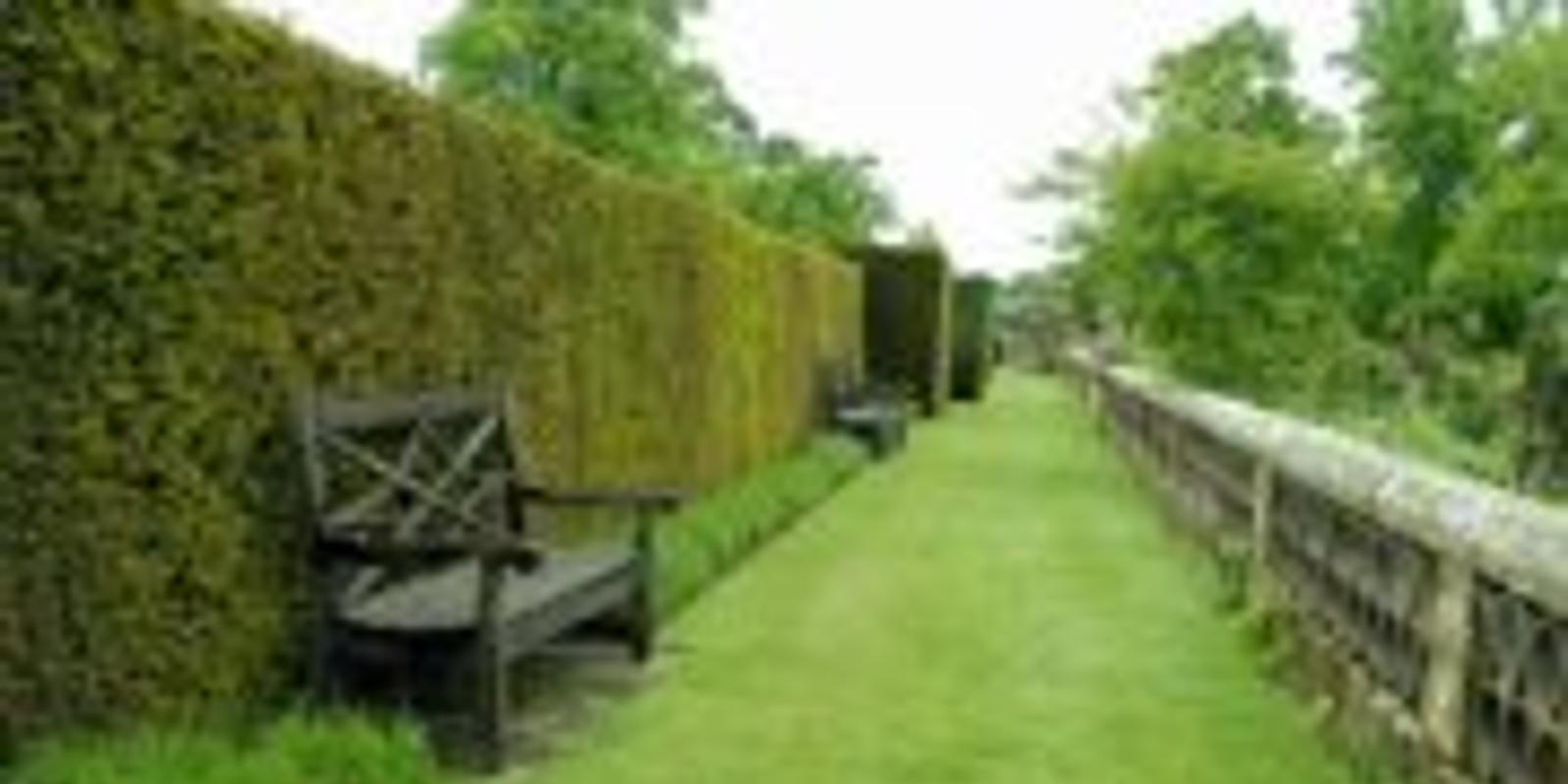 Если вам по душе живая изгородь